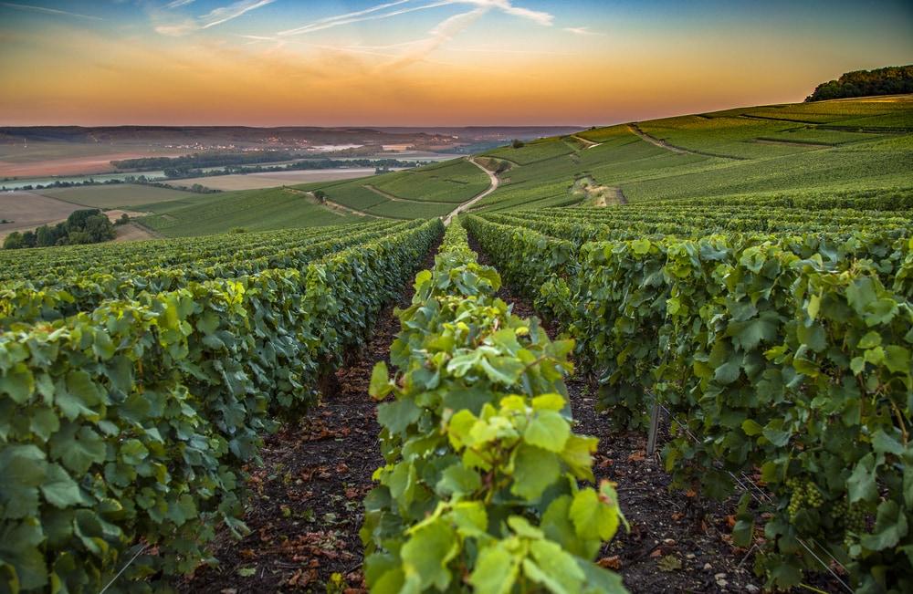 Champagner