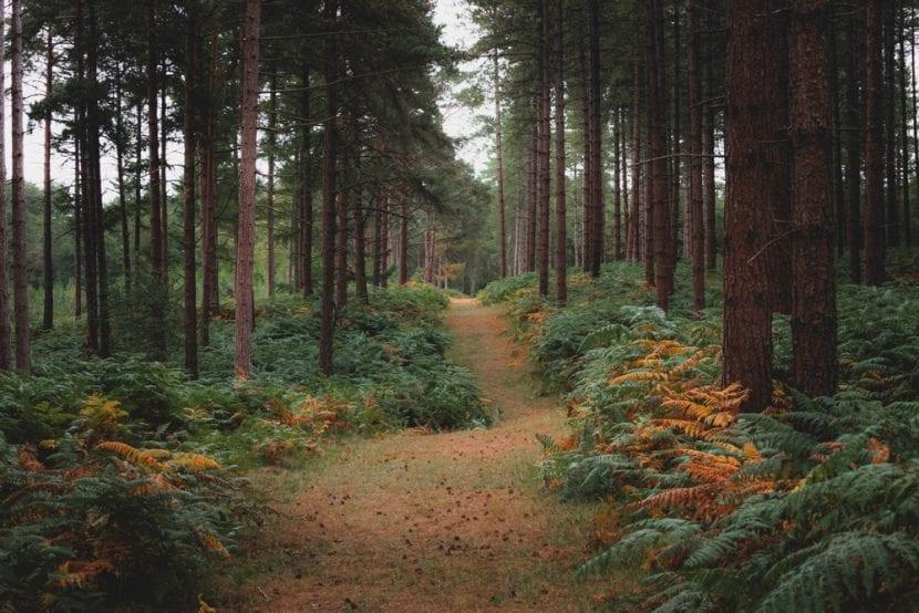 Der New Forest
