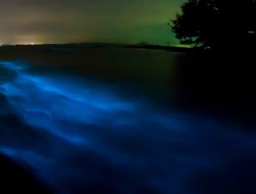 15 magische Orte, um das Phänomen der Biolumineszenz zu beobachten