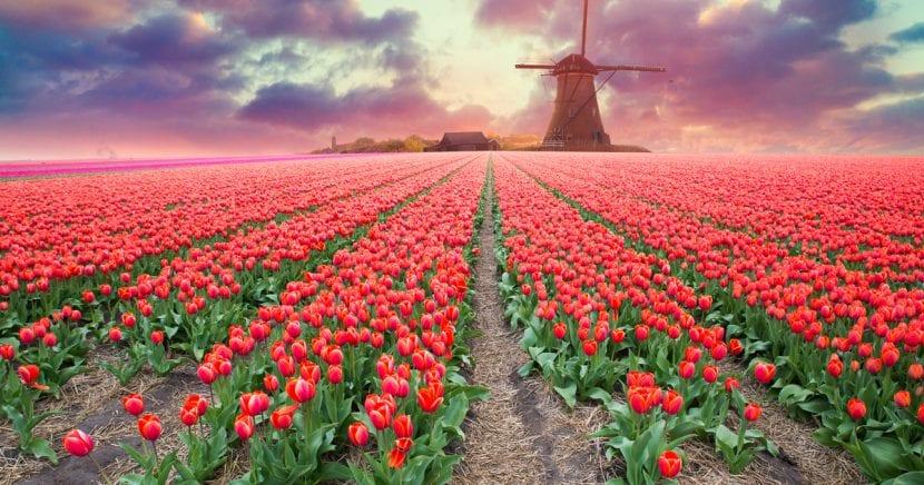 Blüte der Tulpen in den Niederlanden 2023: wo und wann bewundern?