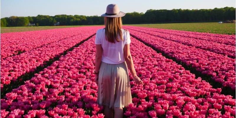 blühende-tulpen