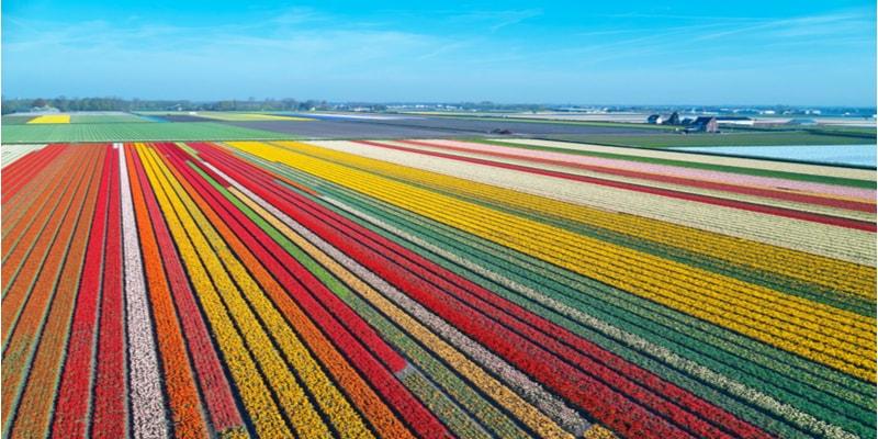 tulpenfelder