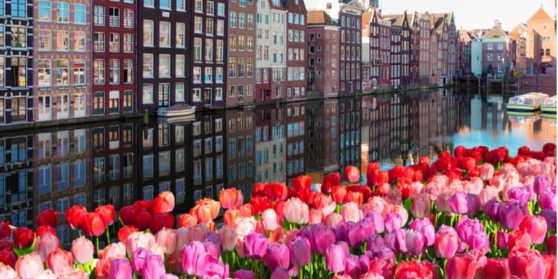 tulpen-niederlande
