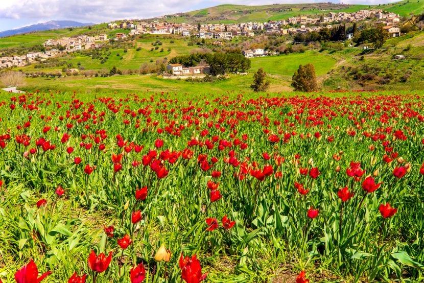 Tulpen von Blufi