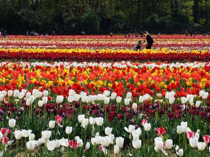 Tulpenblüte in Italien