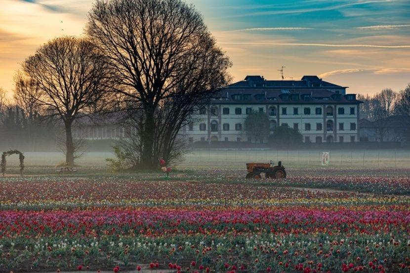 Italienische Tulpen 