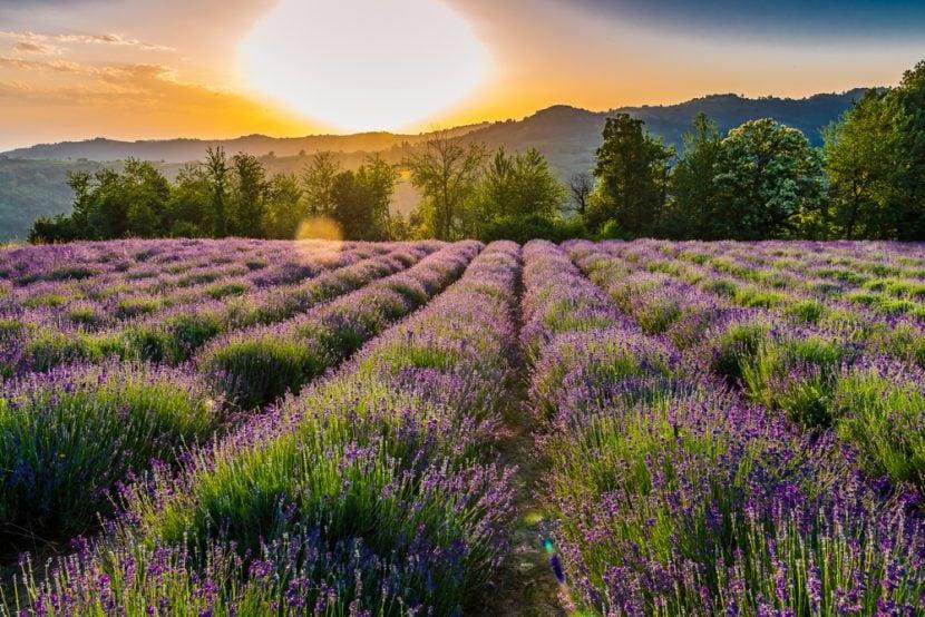 Lavendel Piemont