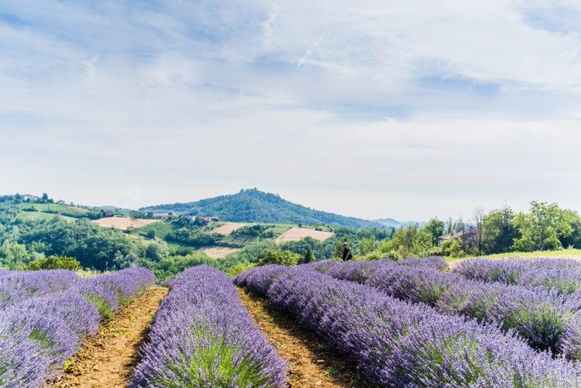 Lavendel Godiasco