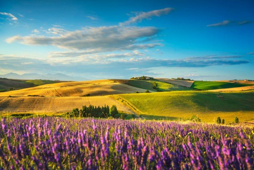 Lavendel in Italien