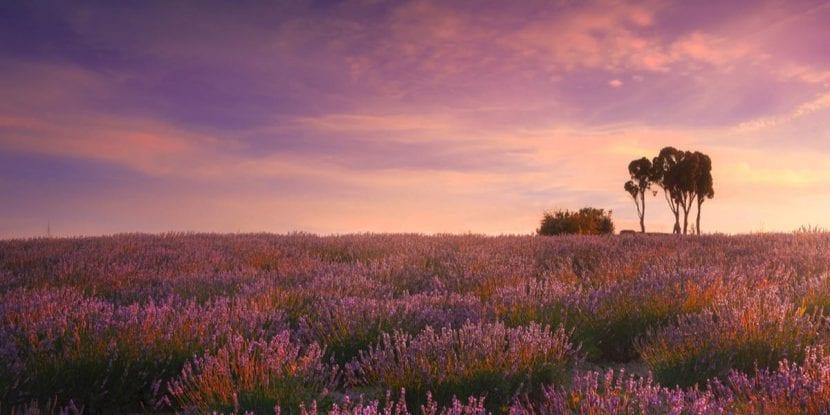 Lavendelfelder von Pieve di Santa Luce: das kleine toskanische Provence