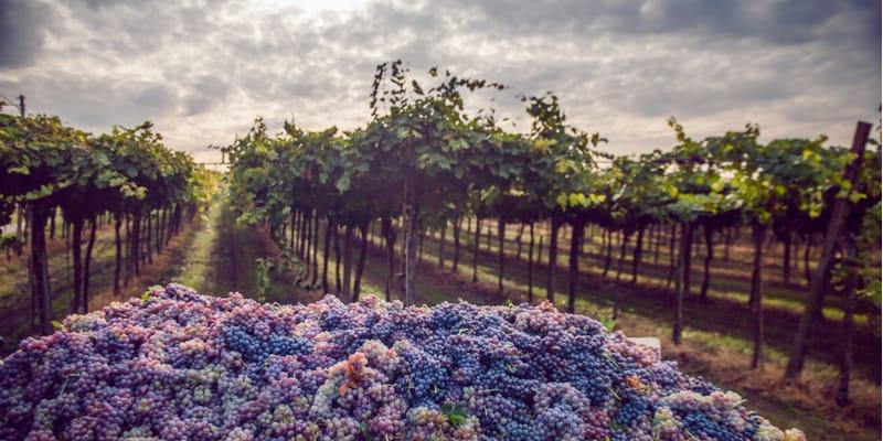 Vendemmia