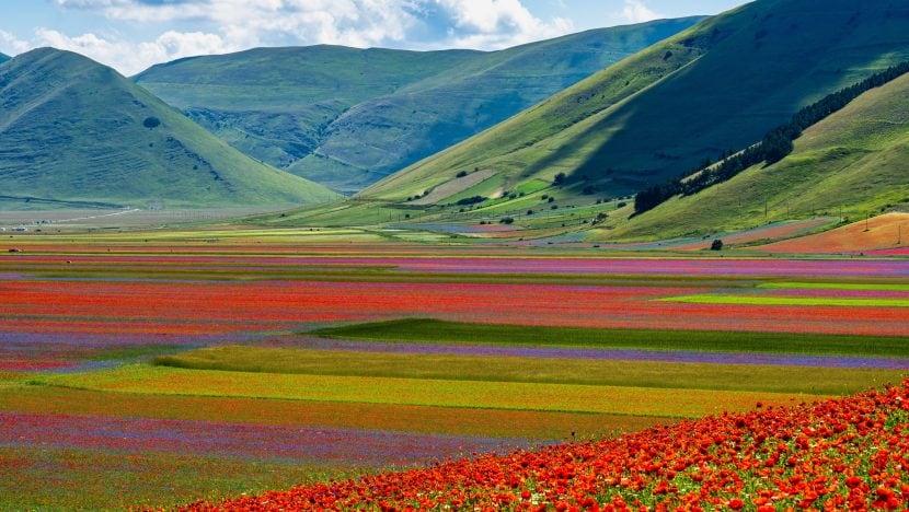 Blüte Castelluccio di Norcia 2025