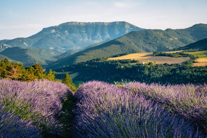 Provence Lavendel