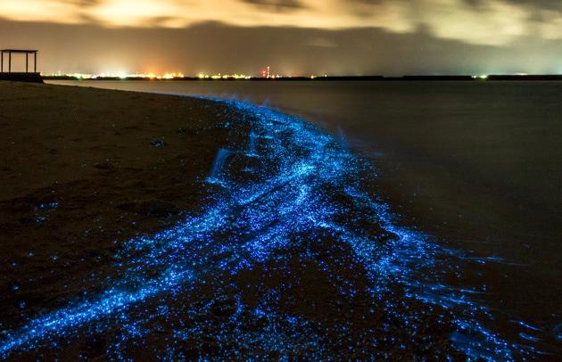 biolumineszenz