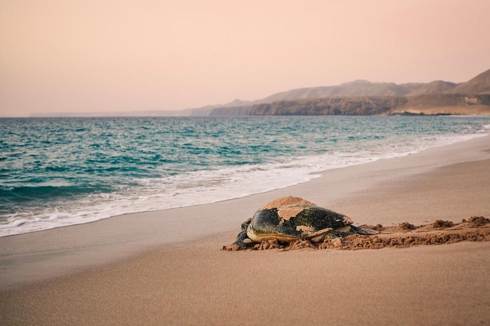 Oman