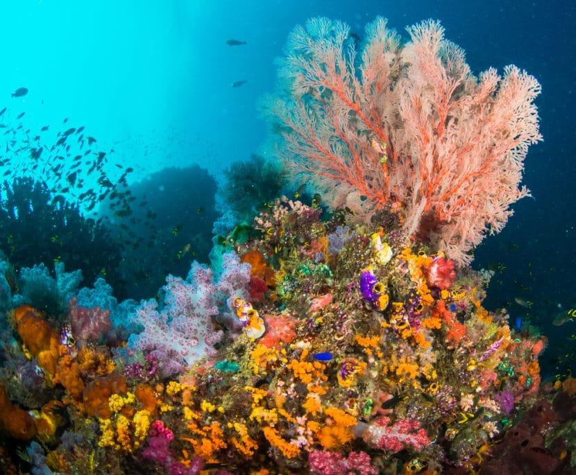 Tauchen in Raja Ampat