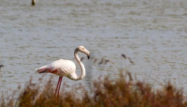 flamingos-vendicari