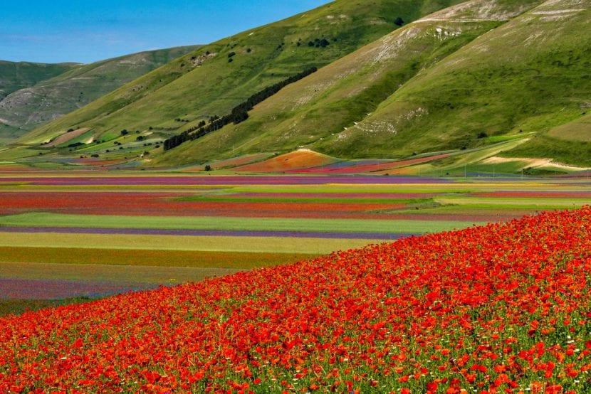Fioritura Castelluccio di Norcia