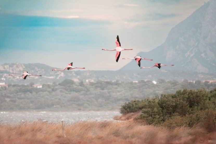 Flamingos Sardinien