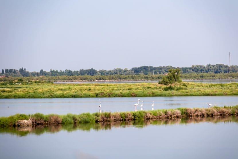 Veneto Flamingos
