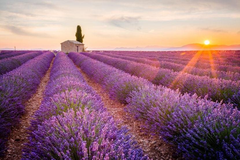 Lavendel in der Provence