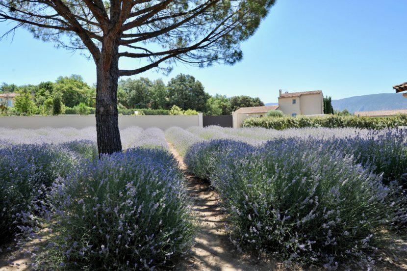 Lavendel-Museum