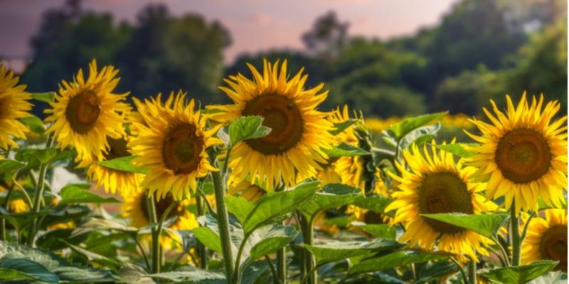 Sonnenblumen Vimercate