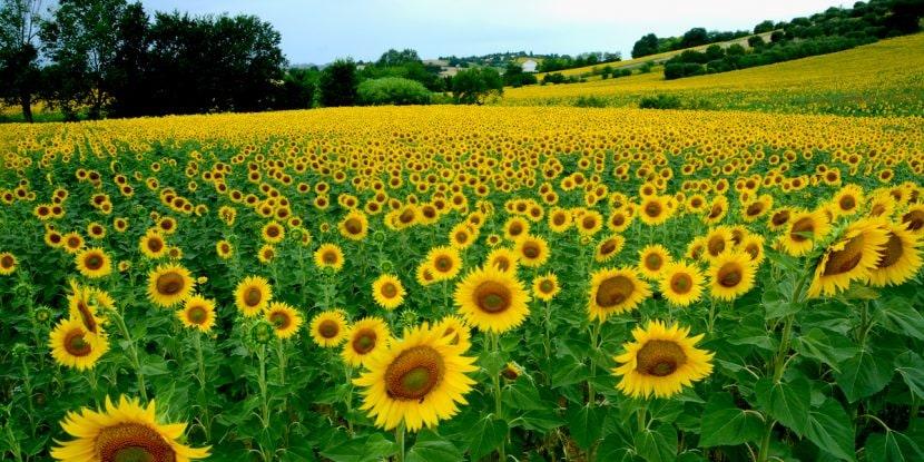 Die schönsten Sonnenblumenfelder in Italien