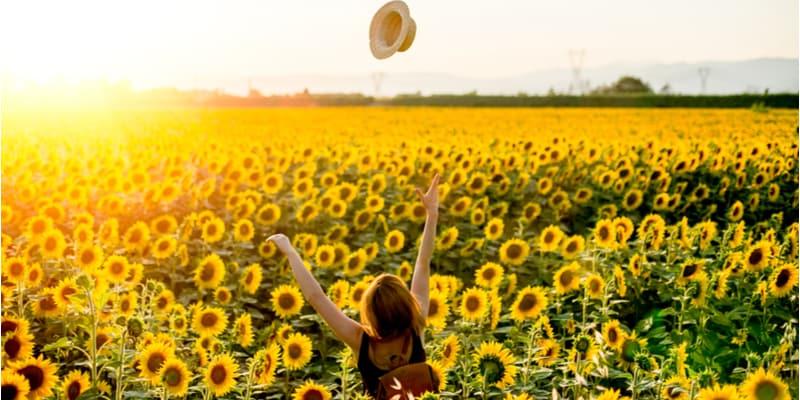 Sonnenblume