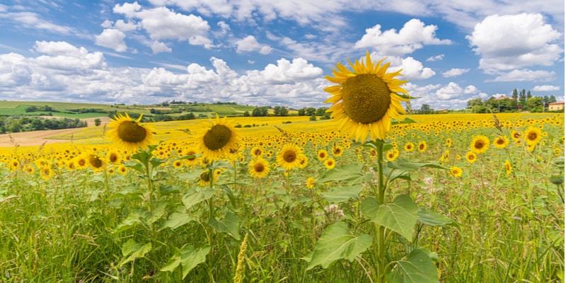 Sonnenblumen Monferrato