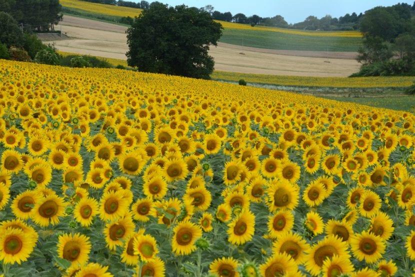 Sonnenblumen Sirolo
