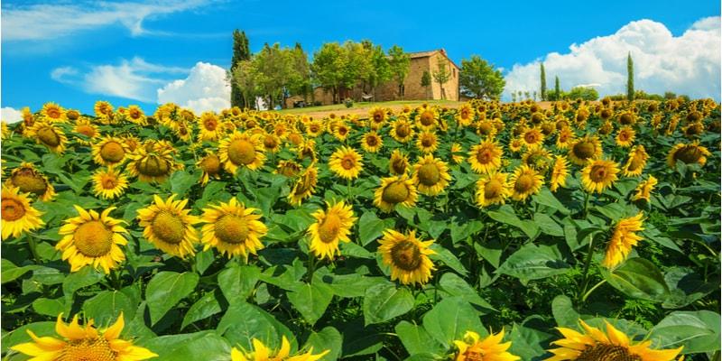 Toskana Sonnenblumen