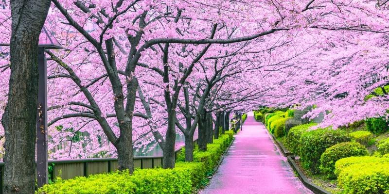 Japan