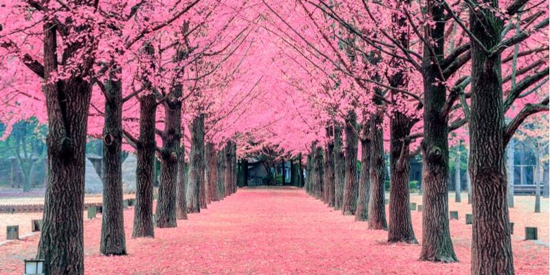 blossom-dates