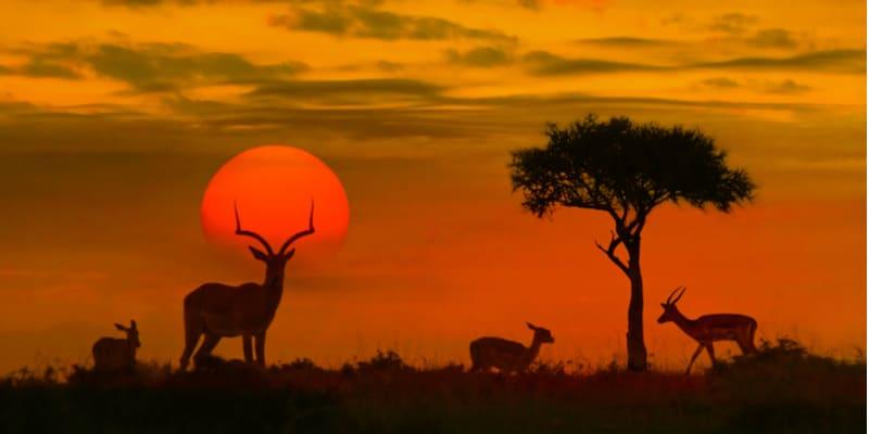 parco-nazionale-kruger