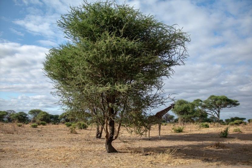 Der Garten Pantesco Donnafugata
