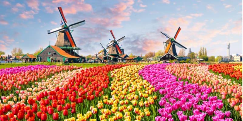 Tulpenfelder, Niederlande