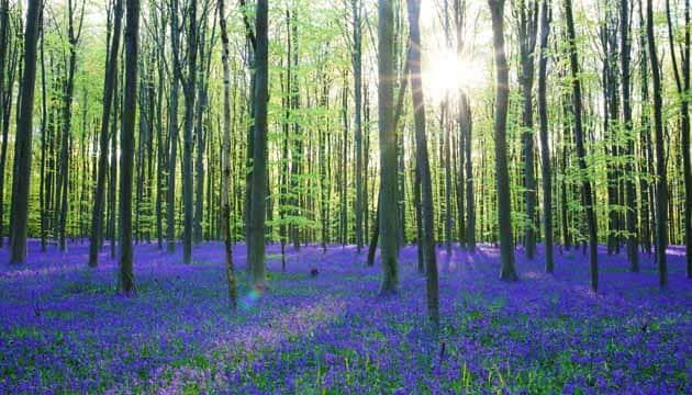 Hallerbos, Belgien