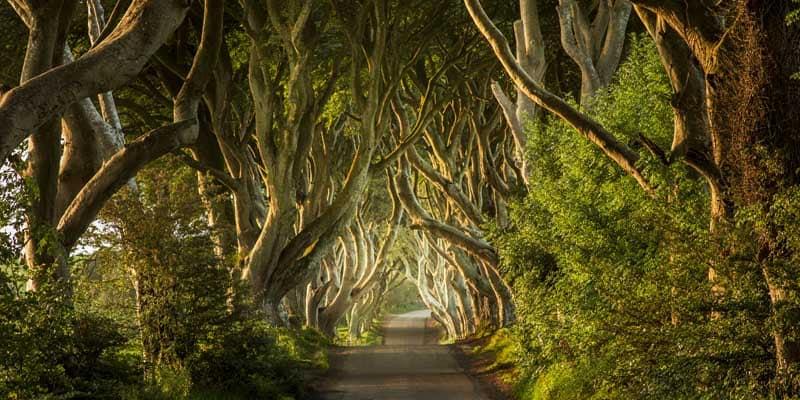 Dunkle Hedges, Nordirland