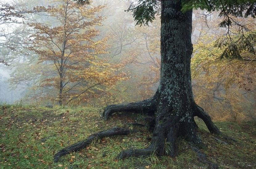Naturreservat Sasso Fratino