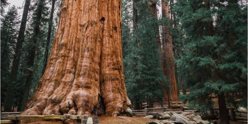 sequoia-national-park