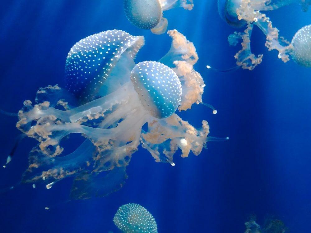 Aquarium von Genua