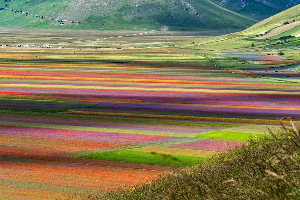 Fioritura Castelluccio di Norcia 2024