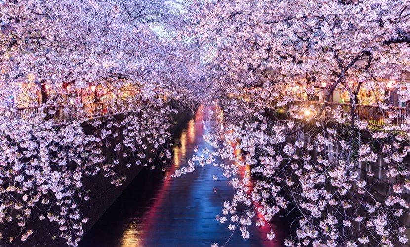 Kirschblüte in Japan