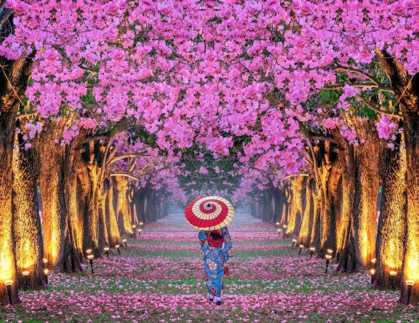 Kirschblüte 2024
