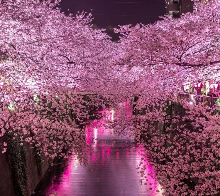 Tokio Kirschblüte