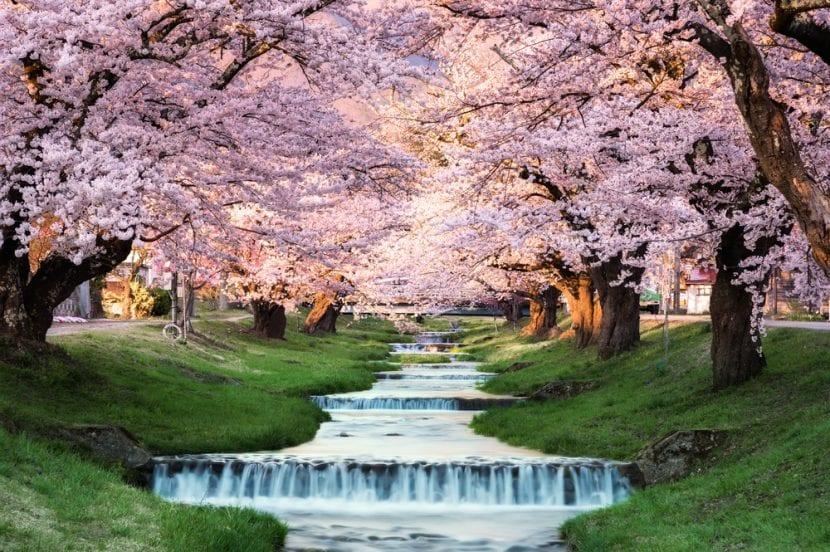 Japan Hanami