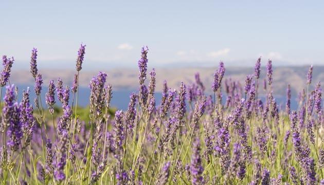 lavendel