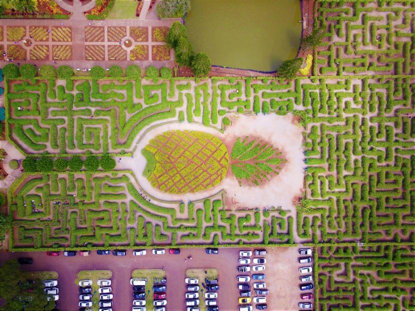 Hawaii Pineapple Maze