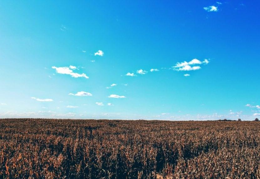 Corn Maze